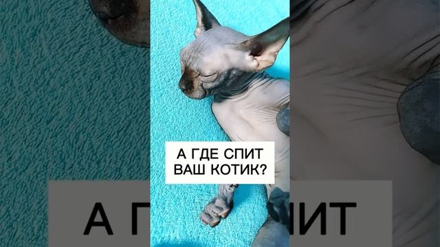 лысая кошка Сфинкс все секреты #tiktok