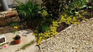 Сажаю купальницу! Давно её хотела?