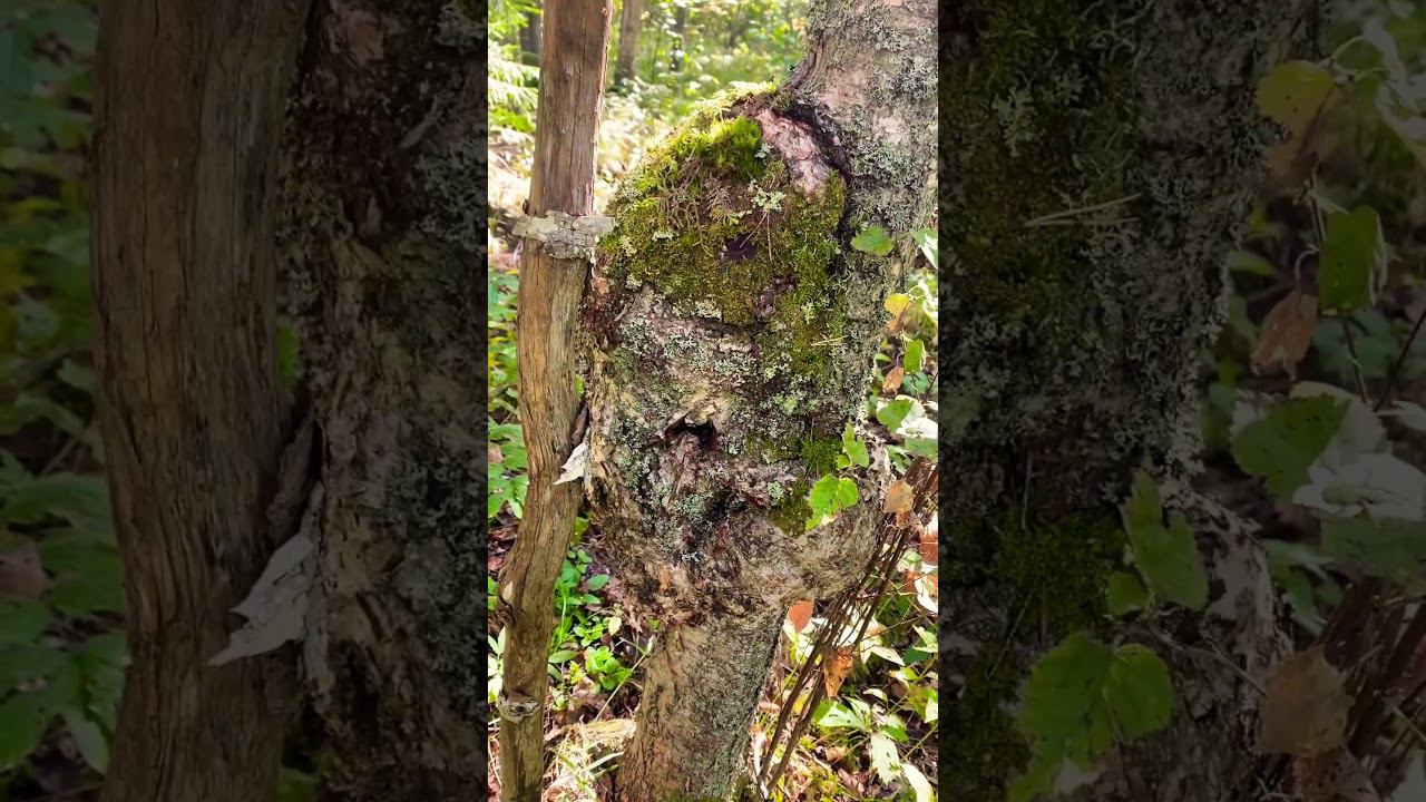 Живой Сувель жуткий смотреть онлайн