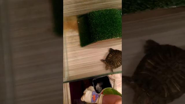 Охота посейдона на маленькие ножки смотреть онлайн