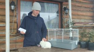 Перевозка животных без сопровождения поездом