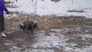 Собака играет в грязной луже с колесом