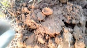 Vanquish 540 и Nokta Legend! ПО ЭТИМ МЕСТАМ ХОДИЛИ СОТНИ РАЗ, С РАЗНЫМИ ПРИБОРАМИ!