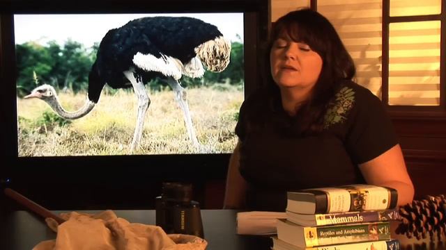 Animal Habitats : Where Do Ostriches Live? смотреть онлайн