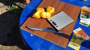 Томат ВЕСЕЛАЯ СОСЕДКА