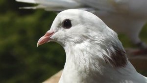 Бакинские голуби июль 23 года