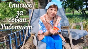 Спасаем сад от вредителей и болезней | Нормировка яблонь и персиков | Хлороз везде