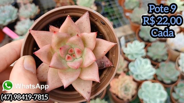 ÁLBUM PROMOCIONAL, VÁLIDO 20/08/23 HÁ 25/08/23, FAZEMOS ENVIOS смотреть онлайн