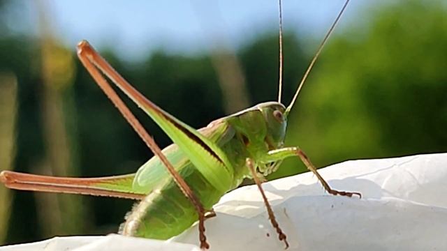 Сидя на Красивом Холме (Den' Serebra) смотреть онлайн