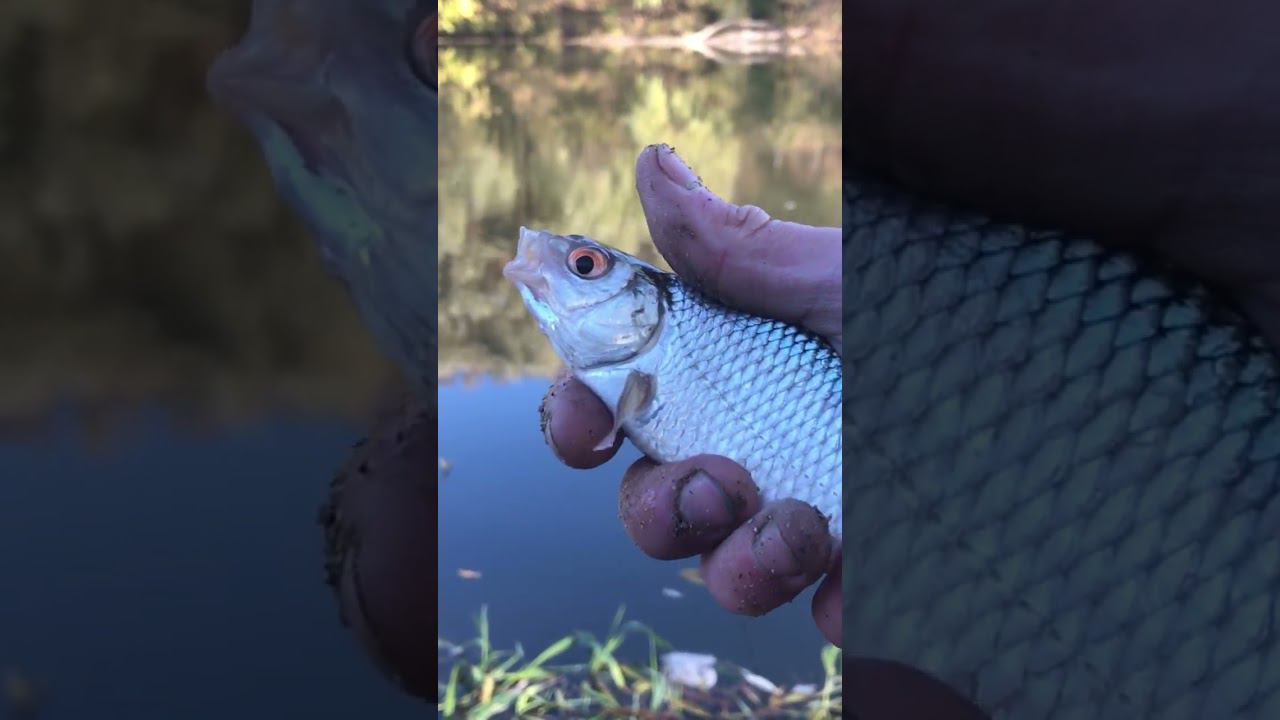 Осеняя плотва , кто ловил ? Лайк смотреть онлайн