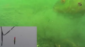 ЛИНЬ. Lín 🐟 Рыбалка. Fishing Поклевка линя на поплавочную удочку с подводной съемкой. на озере