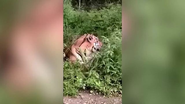 Тигр вышел на дорогу в Приморском крае