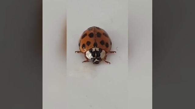 как ест божья коровка смотреть онлайн