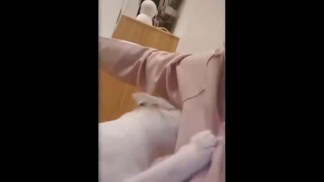 Смешное Видео Коты И Кошки ? ? #32