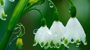 весеннее настроение