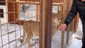 Дети пришли в гости к гепарду Герде!