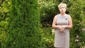 Розы в августе и сентябре.  Что обязательно нужно сделать?