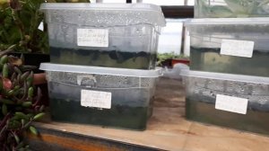 Гиппеаструмы от семени до луковки.