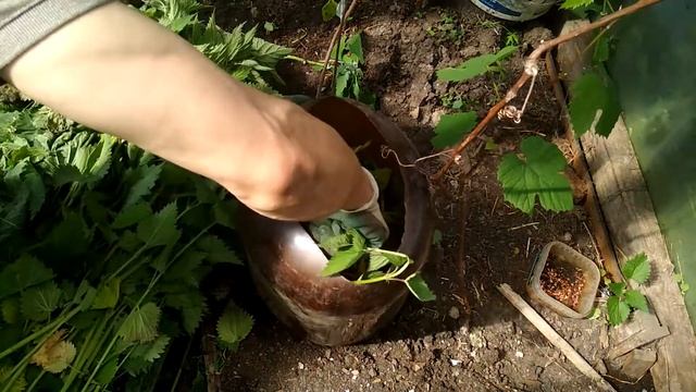 Зелёное удобрение из крапивы. Подкормка перцев .