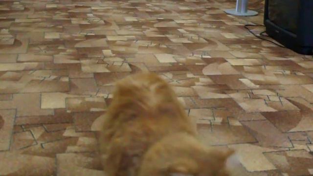 Кот приносит шарик. смотреть онлайн