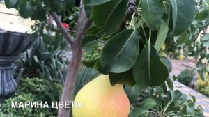 Зимние Груши когда срывать