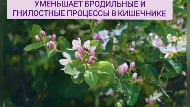 Каскара Саграда Коралловый клуб  Каскара   это Здоровый кишечник  Слабительное от запоров