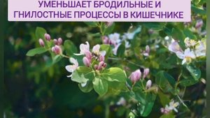 Каскара Саграда Коралловый клуб  Каскара   это Здоровый кишечник  Слабительное от запоров