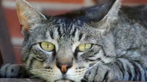 Андрей Миронов Женюсь из к ф Соломенная шляпка