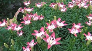 👉Lollipop Lily/ 🧡Asiatic Lily / 🌞 Diane Mumm Garden Videos