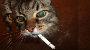 Михаил Шелег - Говновоз ( speed up )