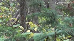 Охота с Лайками питомника "Урал". Начало сезона!