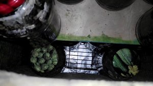 ОГНЕВКА (восковая модель). Разведение. Получение ферментоконцентрата (ПЖЛВМ). Молярий. Ноябрь 2022