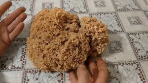 Спарассис курчавый. Лечебный, съедобный, редчайший гриб. Паразит! Грибная капуста, Бараний гриб.