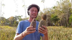 Путешествие по южному Таиланду. Чем удивит Таиланд? Отправляемся в джунгли в поисках Раффлезии.