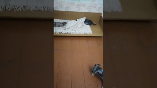 Приветики для мамочек. Чихуахуа от Эмилии Готфрид. смотреть онлайн