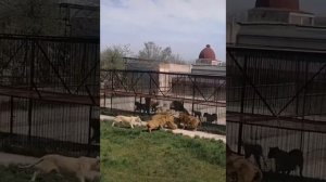Май 2021 тайган, нападение взрослых львов на молодых.