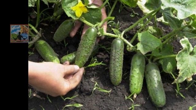 ПОДКОРМИ ОГУРЦЫ ВО ВРЕМЯ ЦВЕТЕНИЯ И ПЛОДОНОШЕНИЯ.ОГУРЦЫ РАСТУТ ЗДОРОВЫЕ,КРЕПКИЕ И МНОГО. ХВАТИТ ВСЕ