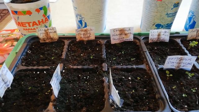 Бегония из семян. Посев и всходы. смотреть онлайн