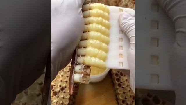 маточное молоко сбор