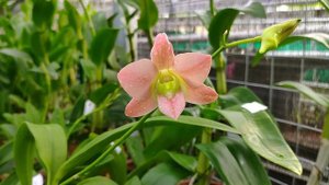 Dendrobium Visa Peach
