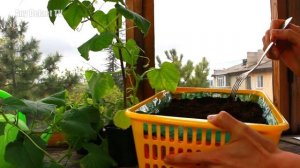 Огурцы на балконе