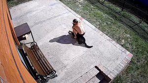 Как закапывать нос собаке