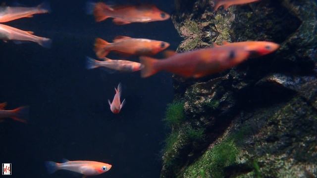 OLYMPUS tough TG 6でメダカ水中動画を撮ってみた！ смотреть онлайн