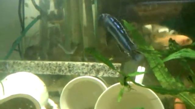 malawi cichlids labidochromis caeruleus pseudotropheus MELANOCHROMIS MAINGANO смотреть онлайн