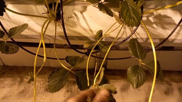 КЛУБНИКА НА МАЛООБЪЁМКЕ В ЗИМНЕЙ ТЕПЛИЦЕ 500 М². 28.10.2020 смотреть онлайн