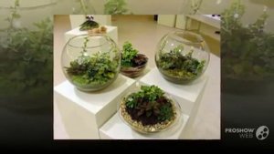 Как ухаживать за фиалками у себя дома