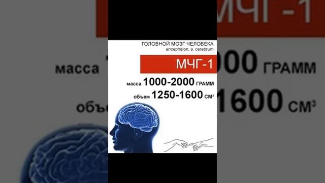 Головной мозг человека