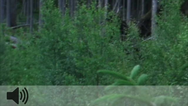 ЛОСЬ НА СОЛОНЦЕ! #ОХОТА НА ЛОСЯ