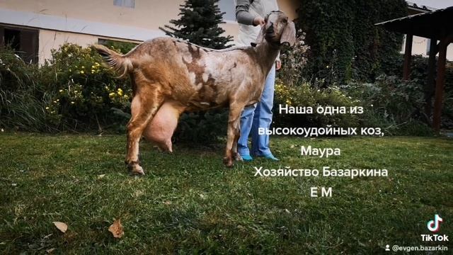 англо нубийская, высокоудойная коза Маура, европейского происхождения, живёт в мос обл, Россия ??