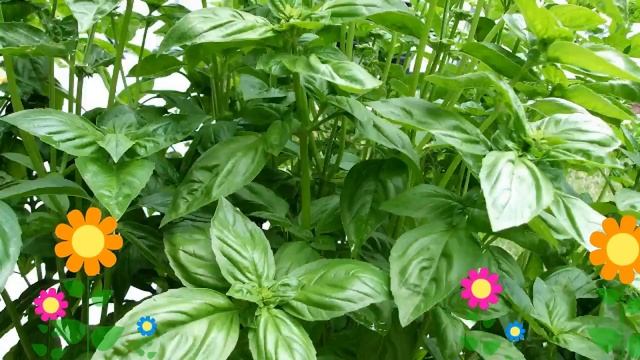 Базилик зеленый Гвоздичный (Gvozdichnyy). Краткий обзор, описание характеристик, где купить семена смотреть онлайн